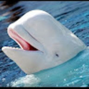 Meet your Posher, Ayre